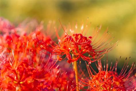 彼岸花日文|日本彼岸花10個絕美賞花景點推薦！充滿神秘氛圍的豔。